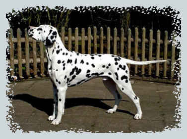 Selwyn 14 mo.s  © A. &  R. Morgans, 2000